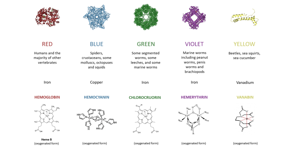 Organisms-Without-Blood-and-Variations-in-Blood-Color. Representational image of various life form having different blood color