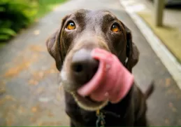 15 Quick DIY Dog Toys Using Everyday Household Items